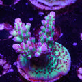 BC Kermit Song Granulosa (C6)