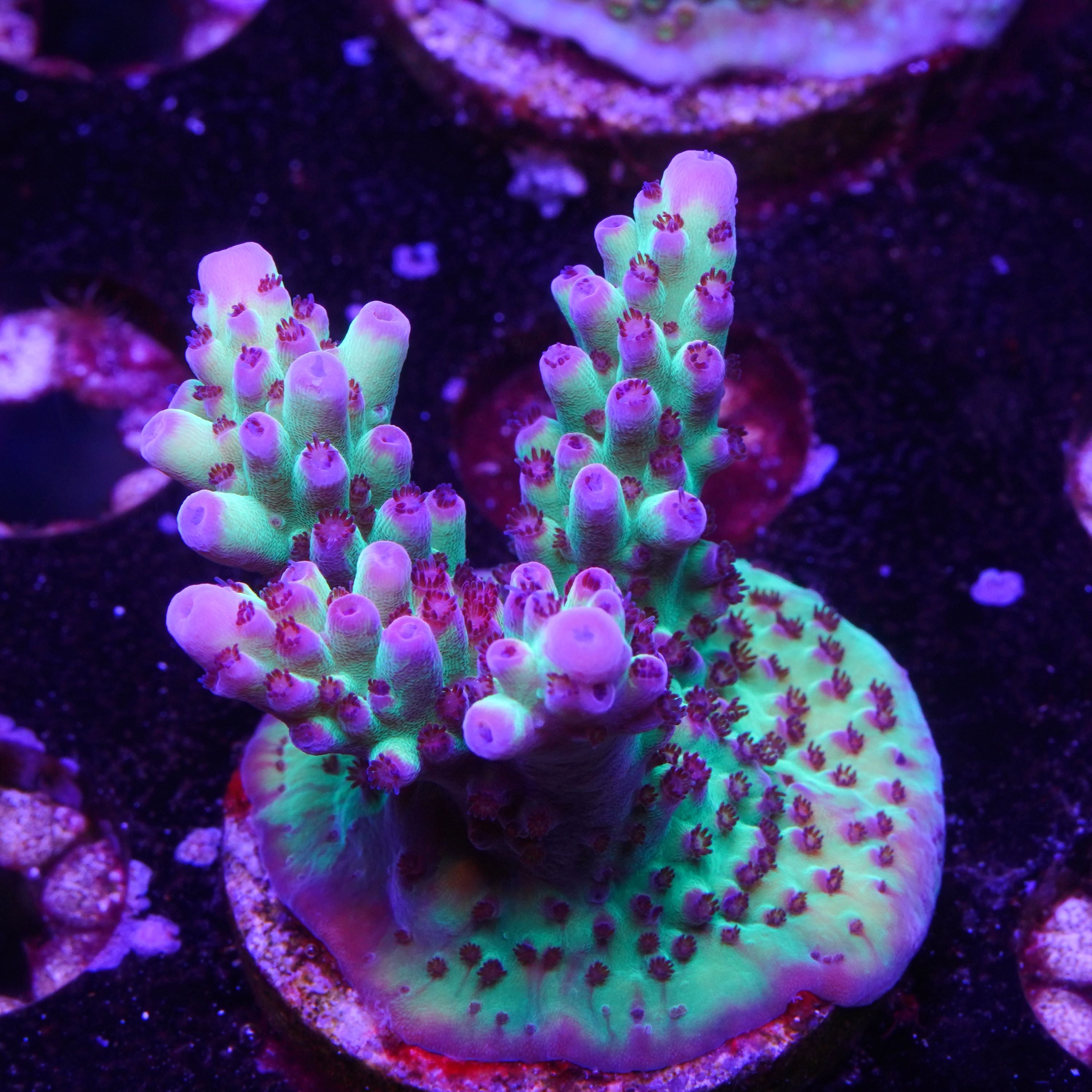 BC Kermit Song Granulosa (C6)