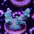 BC Bubble Bath Unicorn (E4)