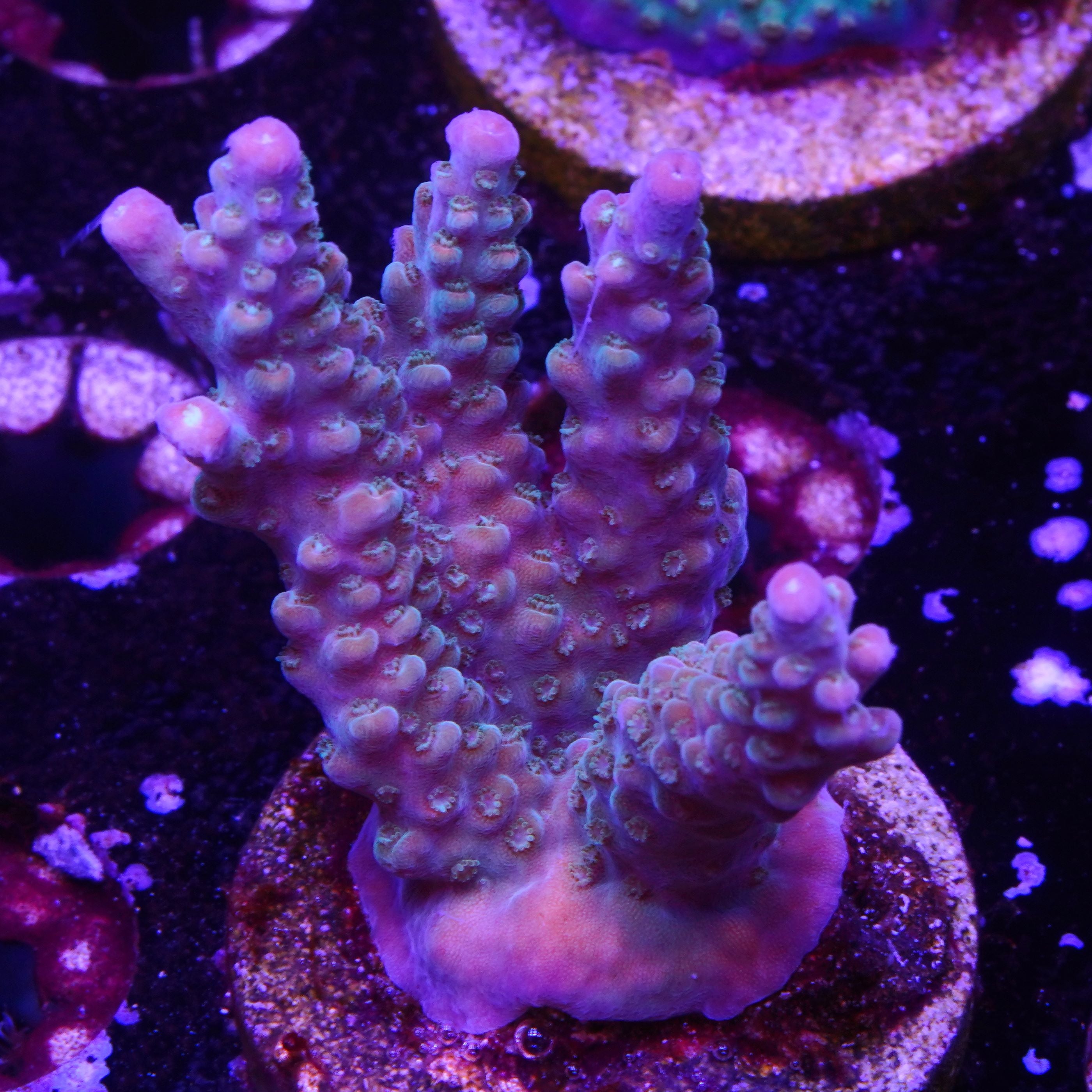 Rainbow Loom (E6)