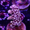 PTR Blueberry (E8)