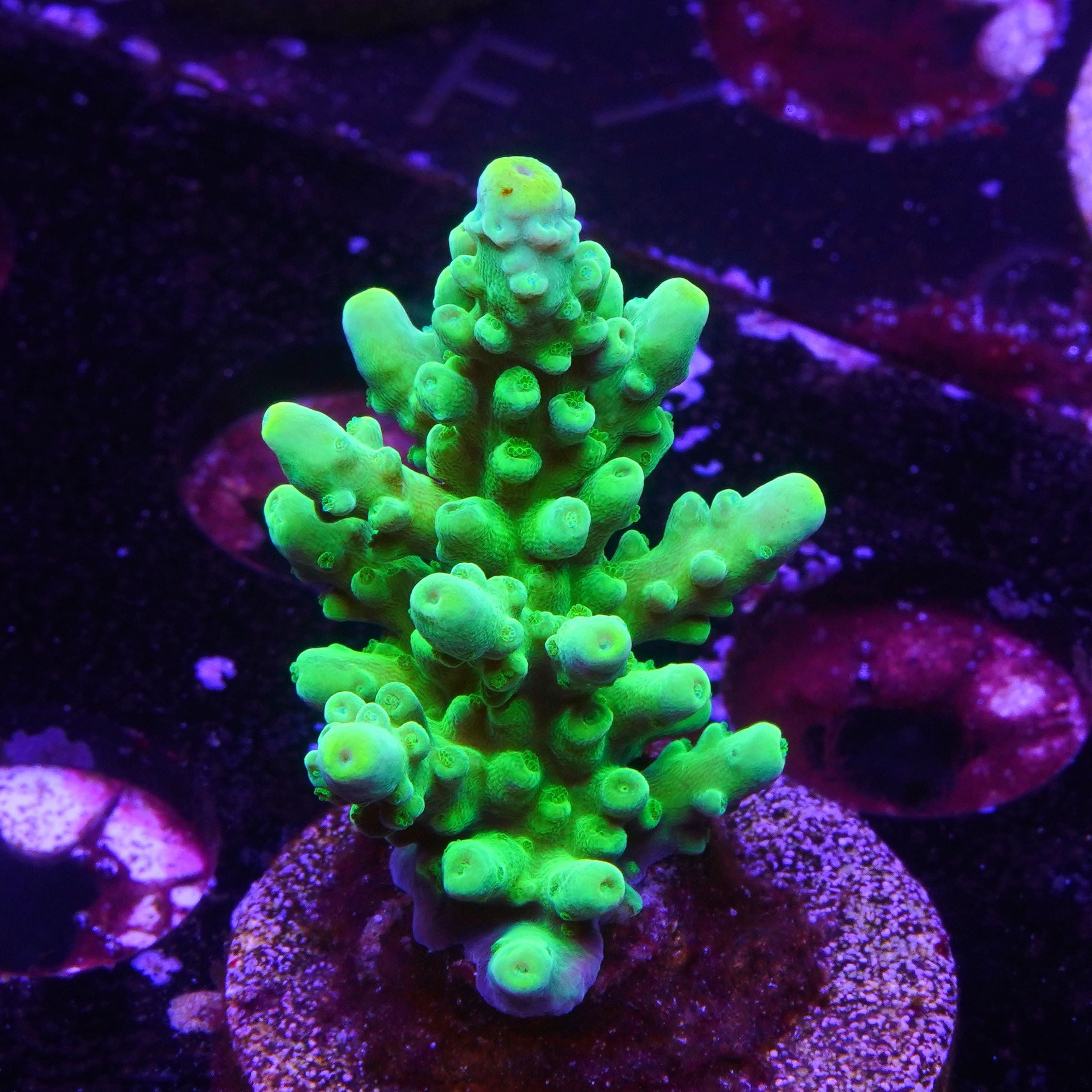 ORA Yellow Tip Stag (G2)