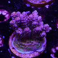 BC Firecracker (G4)