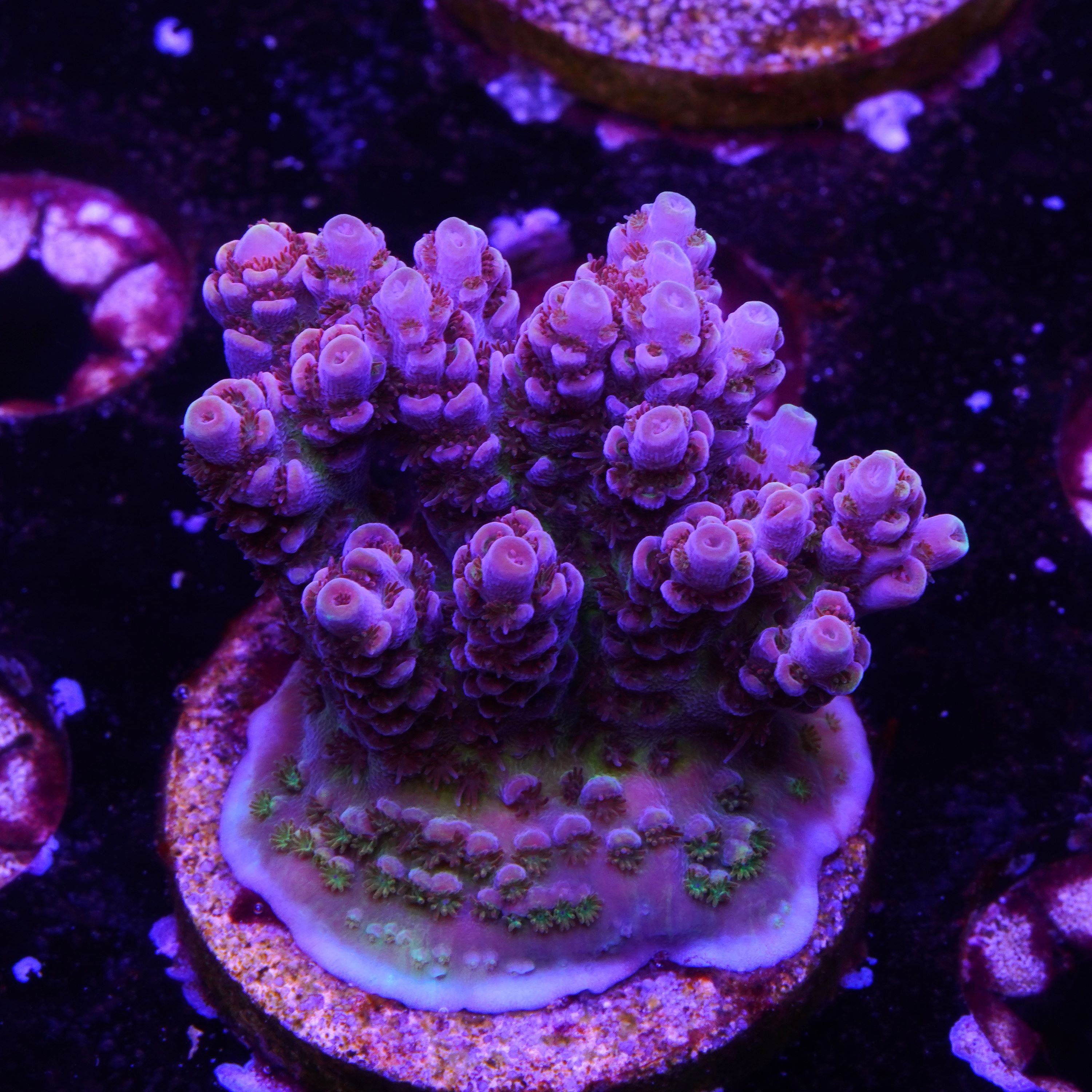 BC Firecracker (G4)