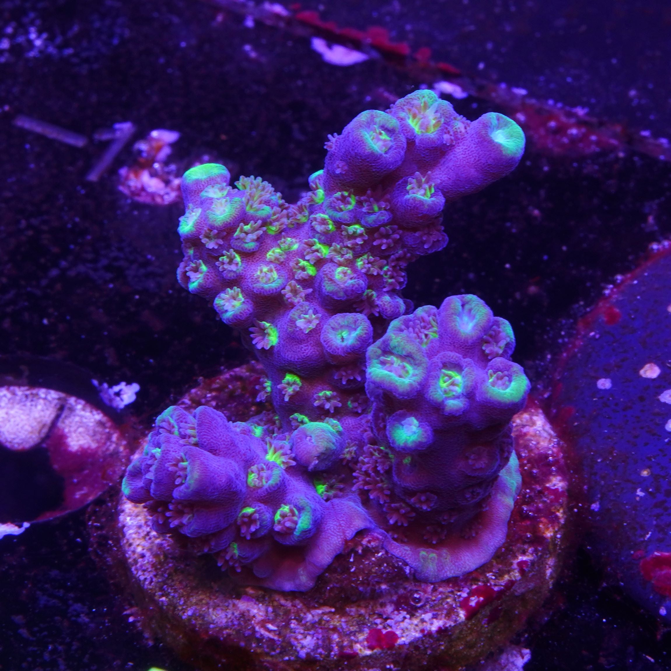 ORA Juicy Grape (I2)