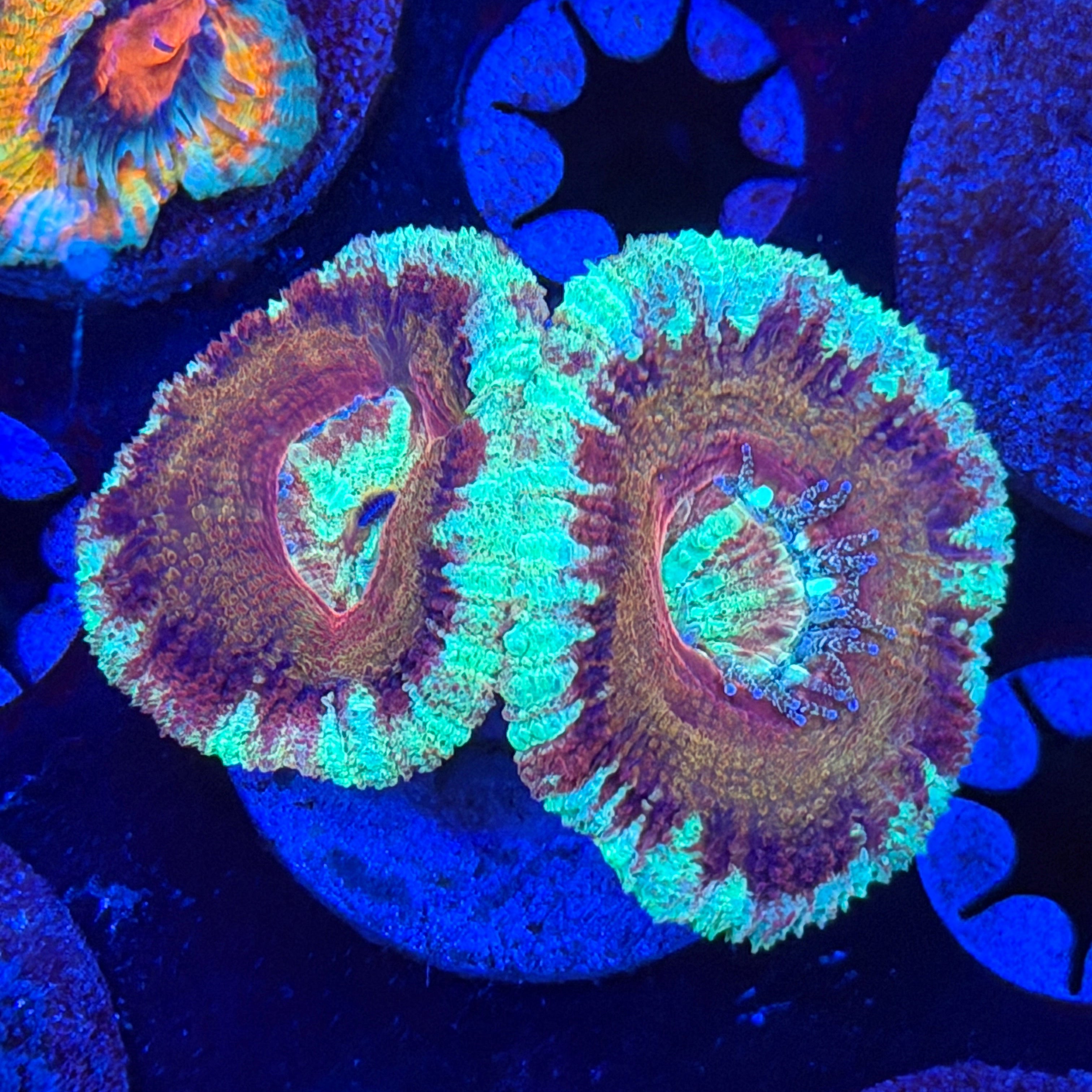 Asian Acan (E9)