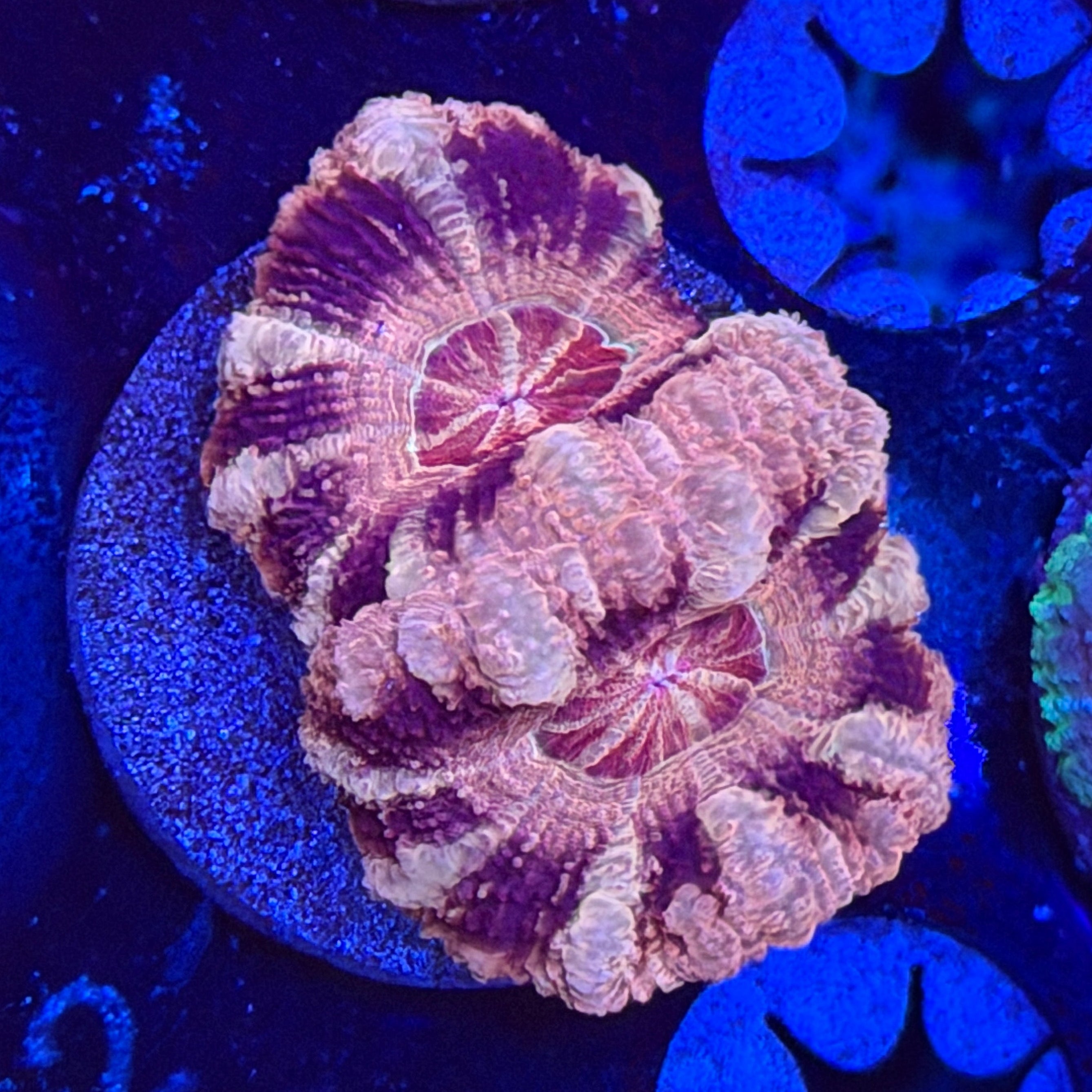 Desert Rose Acan (B2)