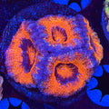 Aussie Acan (B12)