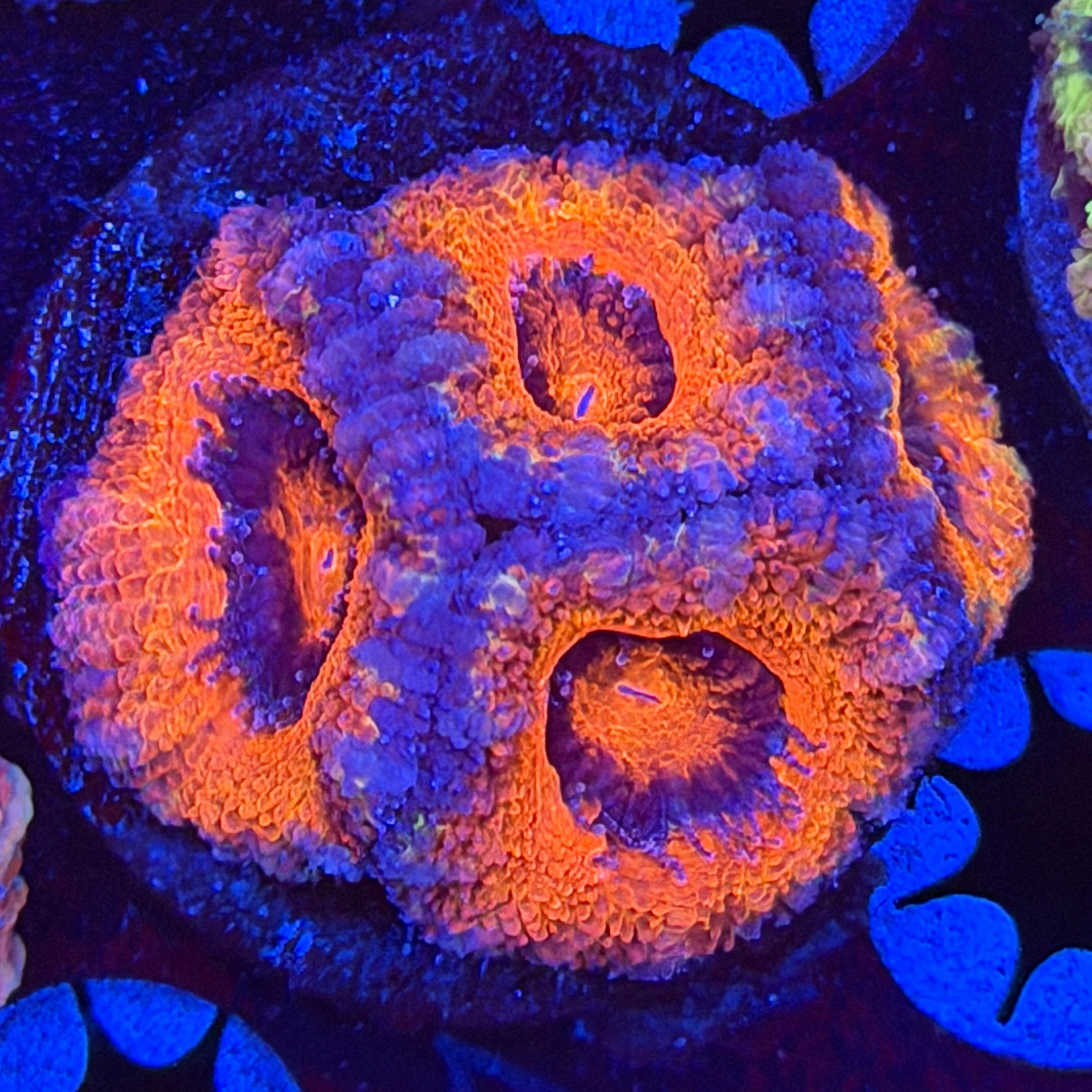 Aussie Acan (B12)