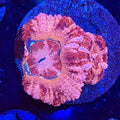 Asian Acan (D4)