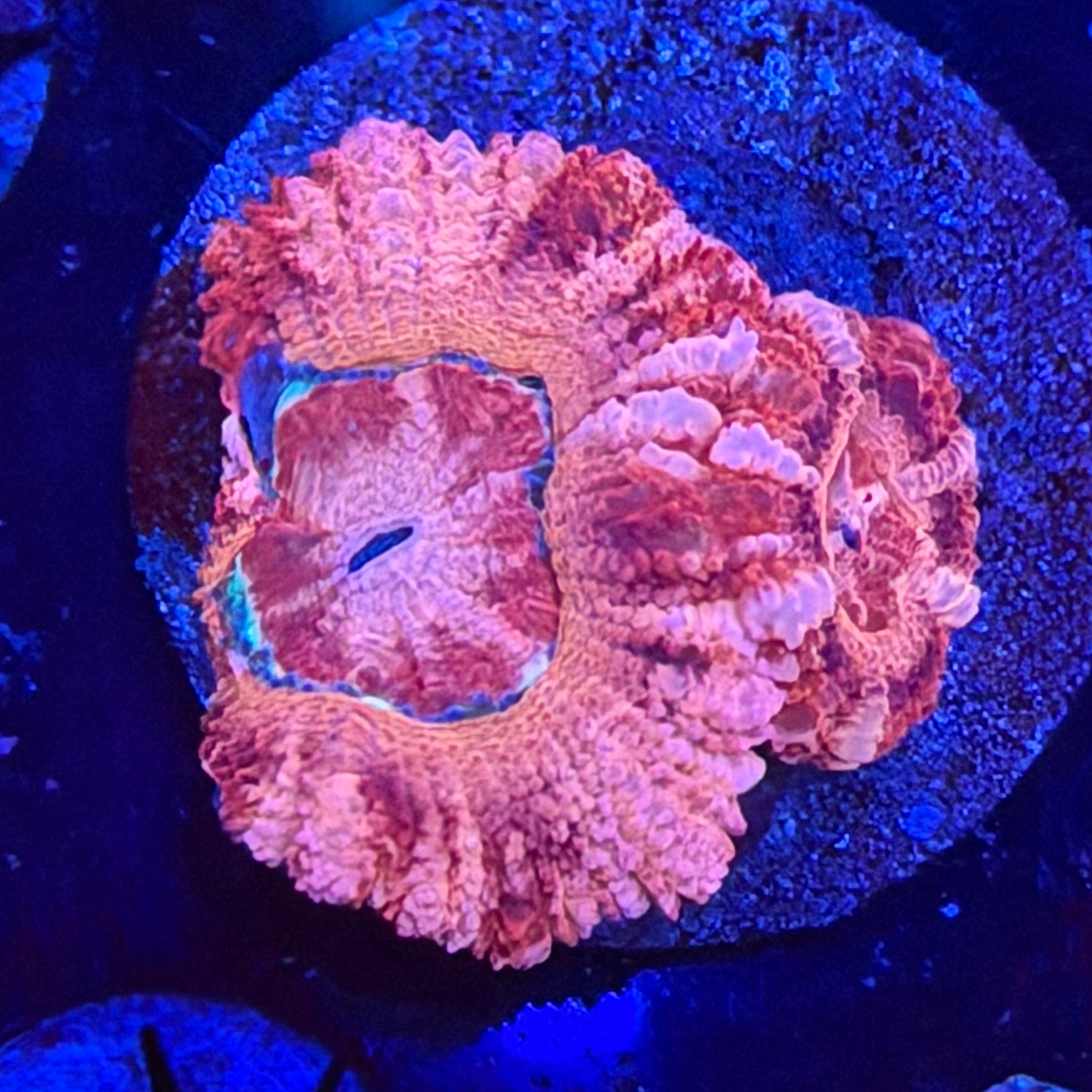 Asian Acan (D4)