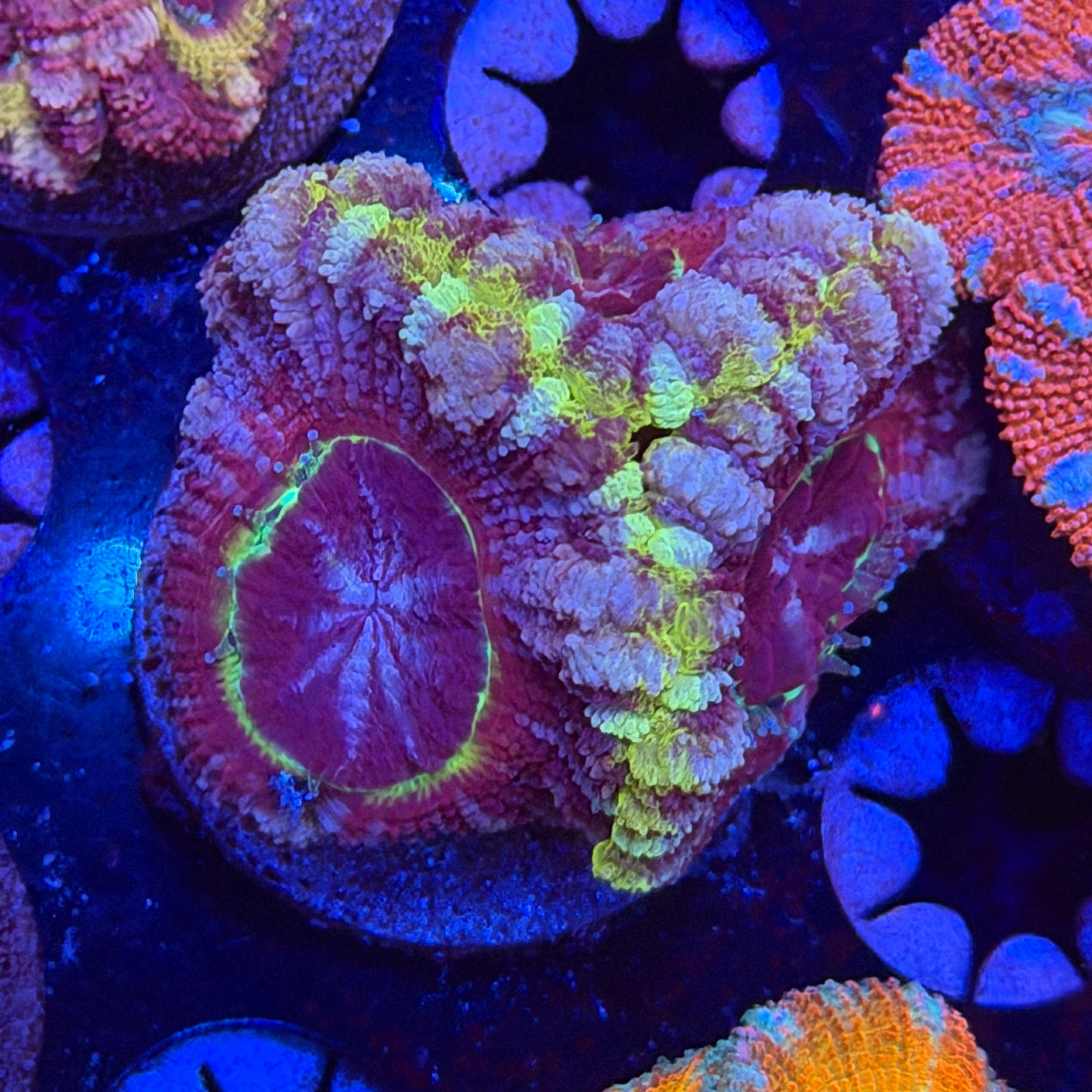 Asian Acan (G5)