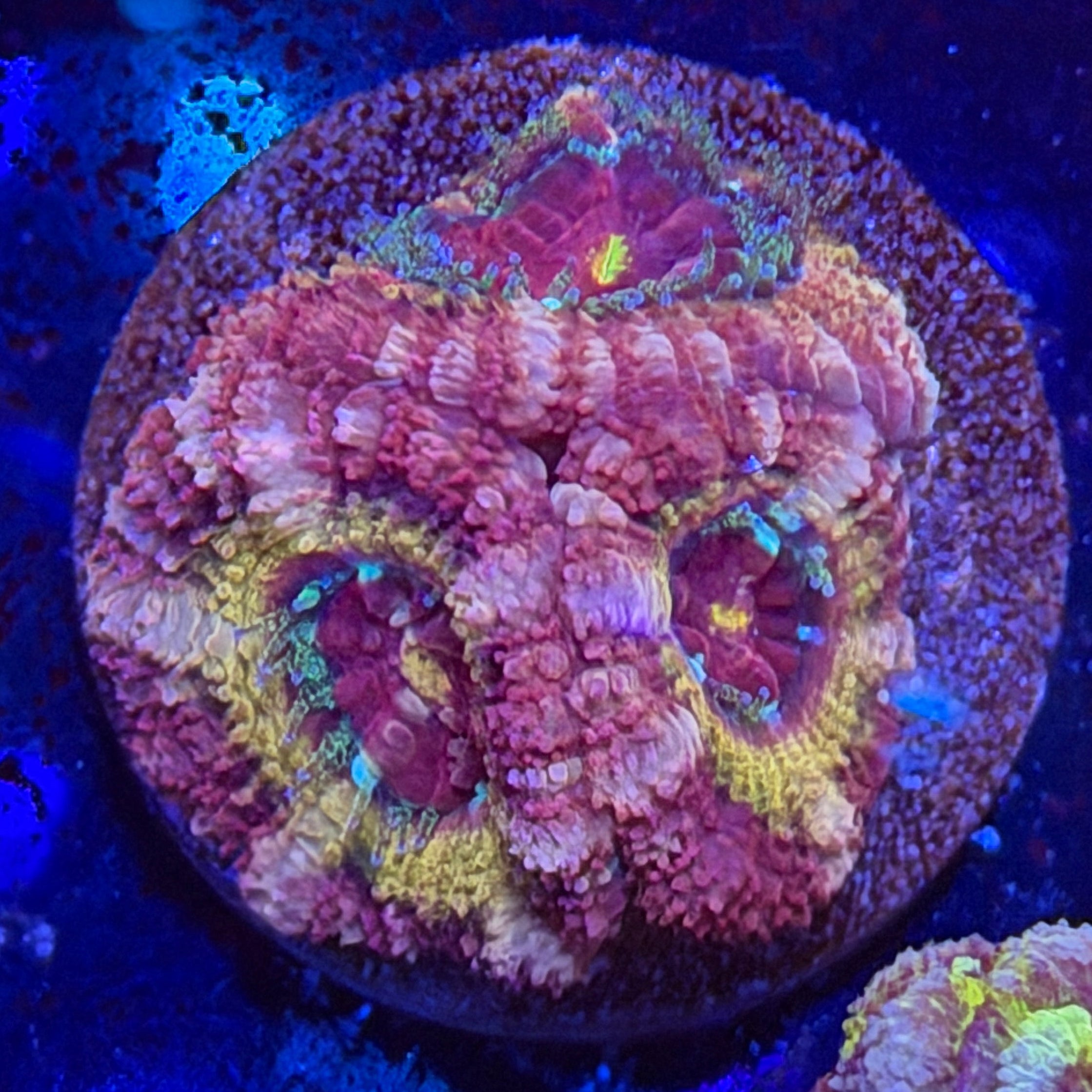 Asian Acan (H4)
