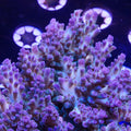 PTR Fire and Ice Granulosa
