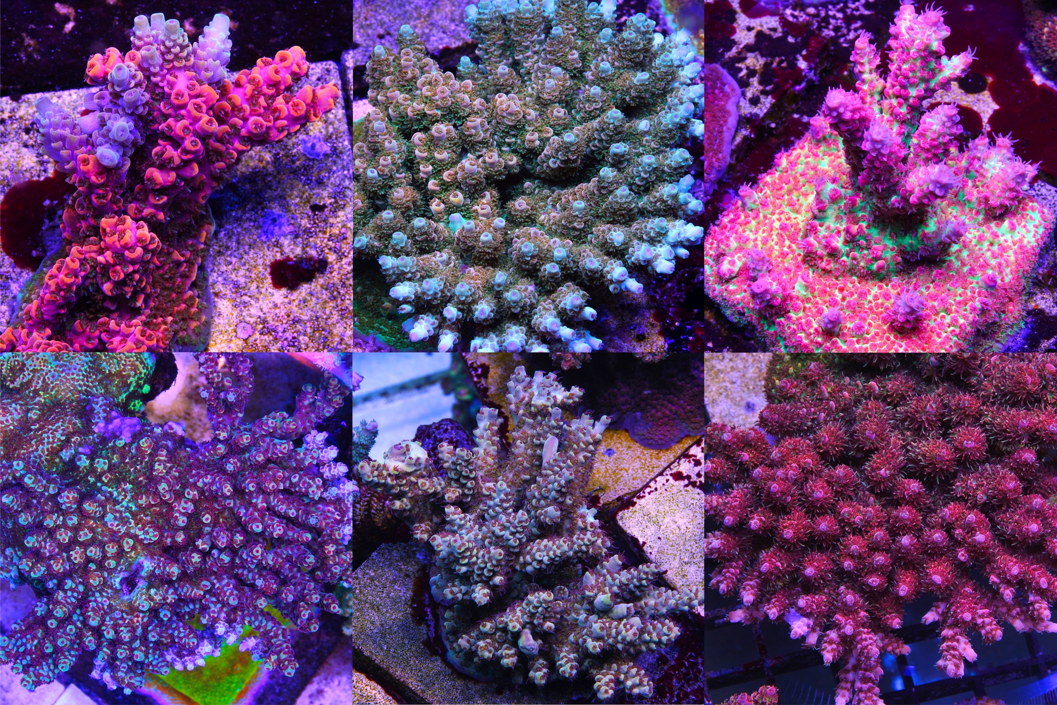 SPS Pack 1
