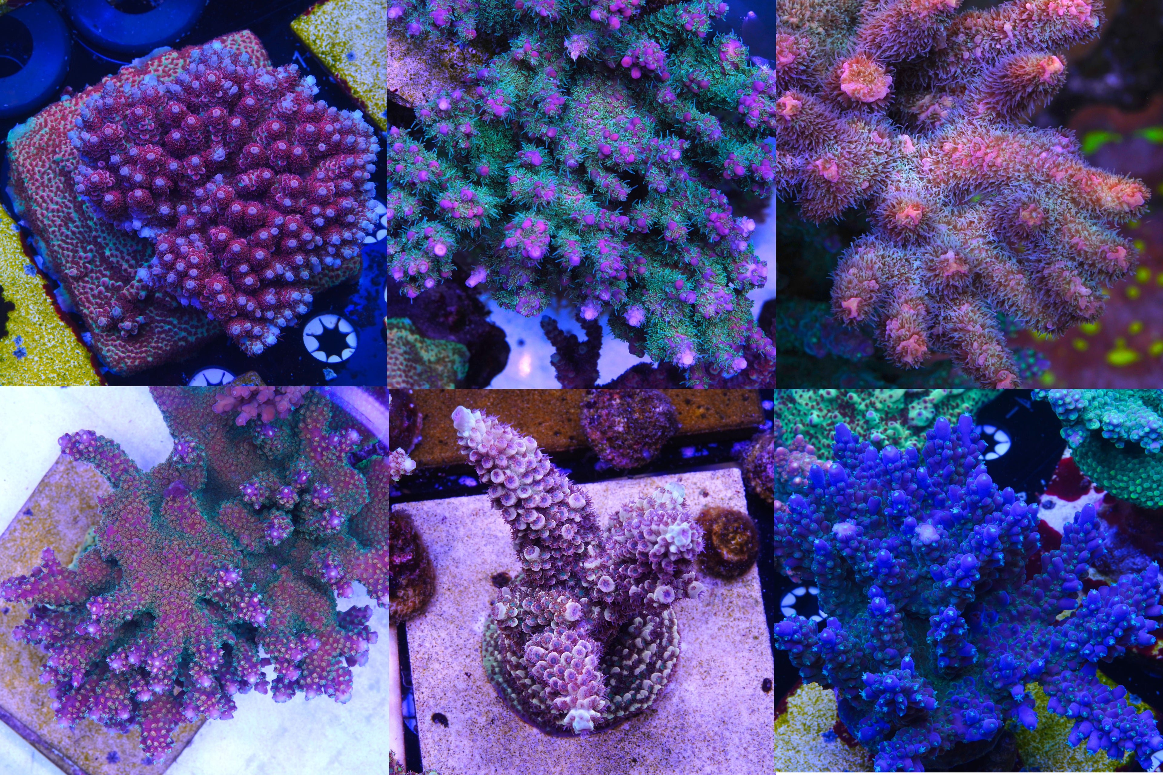 SPS Pack 3